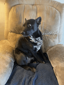 a black dog is sitting in a chair with a pillow on it