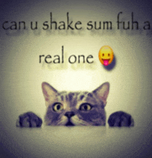 a picture of a cat with the words " can u shake sum fuh real one "