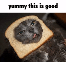 a cat is sticking its tongue out while laying on a slice of bread .