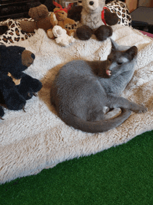 a cat is laying on a blanket with stuffed animals