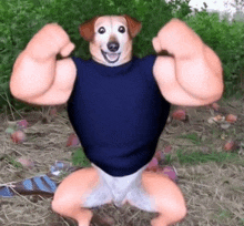 a dog with huge muscles is wearing a blue shirt .