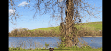 a dog standing in front of a large tree near a lake