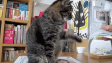 a cat is standing on its hind legs in front of a bookshelf with a book titled belle de jour