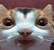 a close up of a cat 's face looking at the camera with its mouth open .