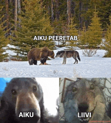 a picture of a bear and a wolf with the words " aiku peeretab "