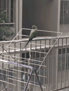 a green parrot is perched on a metal railing on a balcony