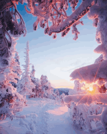 the sun shines through the trees in the snow