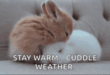 a picture of two rabbits with the words stay warm cuddle weather