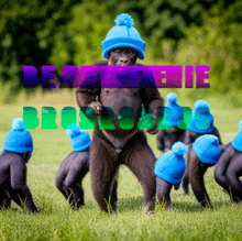 a gorilla wearing a blue hat stands in the grass