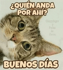 a picture of a cat with the words buenos dias on it