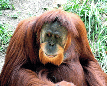 a close up of a monkey 's face with a beard