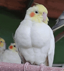 a white bird with a yellow head and orange beak is perched on a branch