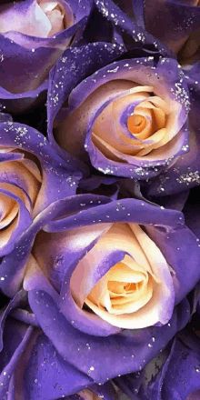 a bunch of purple and yellow roses with silver glitter on them