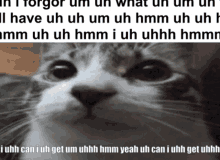 a close up of a cat with the words i uhh can i uh get um uhh