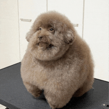 a small brown dog is sitting on a table and looking at the camera