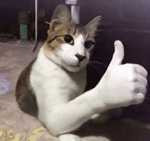 a cat is giving a thumbs up sign