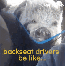 a pig is sitting in the back seat of a car with the words backseat drivers be like ..