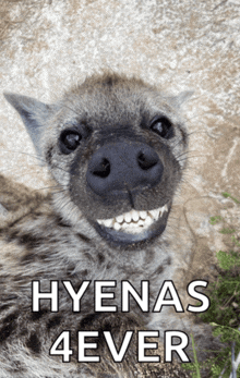 a picture of a hyena with the words hyenas 4ever on the bottom