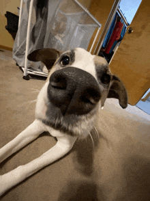 a close up of a dog 's nose with a door in the background