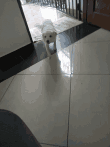 a small white dog standing on a tile floor