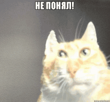 a close up of a cat 's face with a caption in russian