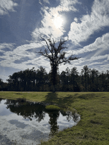 a tree in a field with trees in the background