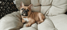 a french bulldog puppy laying on a beige cushion