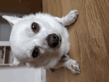 a small white dog laying on a wooden floor looking up