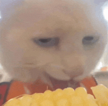 a close up of a cat eating corn on the cob