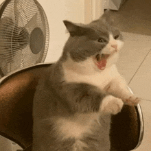 a gray and white cat is sitting on a chair with its mouth open and a fan in the background .