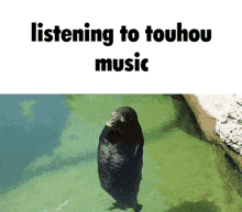 a black bird is standing in the water with the text listening to touhou music