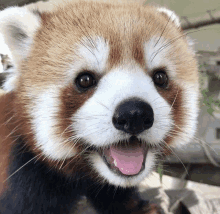 a close up of a red panda with its tongue sticking out