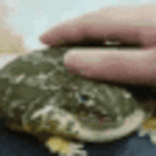 a close up of a person holding a frog with their finger .