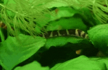 a black and white fish is sitting on a green leaf in a fish tank .