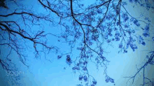 looking up at a tree with blue flowers against a blue sky