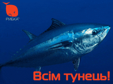 a blue fish is swimming in the ocean with the words " всем тунець " below it