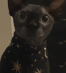 a black cat wearing a black shirt with gold stars