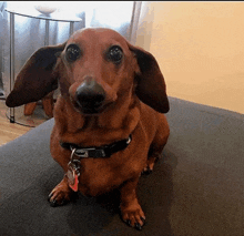 a brown dachshund with a black collar is sitting on a couch looking at the camera