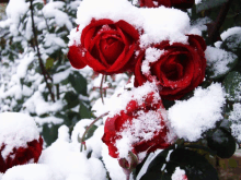 a bunch of red roses covered with snow