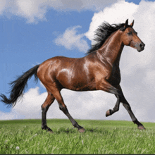 a brown horse running through a grassy field with a blue sky in the background