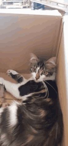 a cat is laying on its back in a cardboard box and looking at the camera .