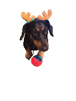 a dachshund wearing a reindeer antlers headband is playing with a red ball