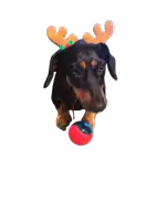 a dachshund wearing a reindeer antlers headband is playing with a red ball