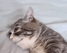 a gray and white cat is laying on a bed and looking at the camera .