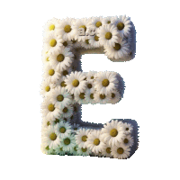 the letter e is made out of daisies and has a.c. written on the bottom