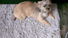 a small dog laying on a white rug