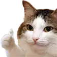 a close up of a cat giving a thumbs up on a white background .