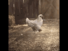 a white chicken is standing on its hind legs in a dirt field .