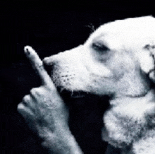 a black and white photo of a dog making a silly face .