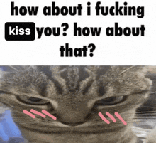 a cat is asking how about i fucking kiss you ? how about that .